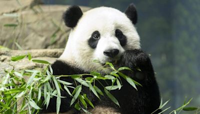 San Diego Zoo welcomes new pair of giant pandas from China