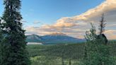 Video captures ‘momentous experience’ as grizzly bear wanders near national park road