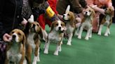 Virginia dog breeder ordered to pay record $35M fine after 4K beagles rescued