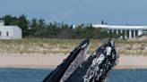 Vessel Strikes Drive Large Whale Strandings | Newswise