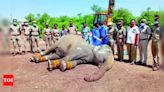 Female Elephant Keerathi, 65, Dies of Chronic Ailments | Trichy News - Times of India