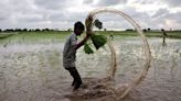 IMD forecasts normal to above-normal rainfall for August, September | Today News