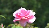 A Stroll Through the Garden: Rose fertilizing, watering and pest control