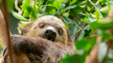 New Sloth Hanging Around At Oregon Zoo | Z100 Portland | Portland Local News