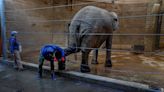 How do you give an elephant a pedicure? It's the passion of one man at Roger Williams Park Zoo