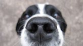 Is your dog sneezing all the time? Vet lays out possible causes and when to be concerned