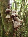 Auricularia cornea