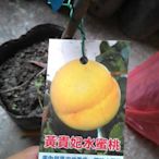 ╭☆東霖園藝☆╮日系水果苗--日本新種水蜜桃(黃貴妃水蜜桃)--苗栽
