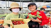草莓姐姐鐘雪玲在社頭種草莓 引進歐日系種苗鼓勵民眾在家當草莓族