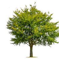 Shade trees are valued for their ability to provide cooling shade in the summer. Options include oak trees, maple trees, and birch trees.