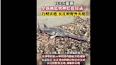 中國淡水魚王「長江白鱘」 宣告正式滅絕