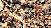 Augusta to see an increase in ants, roaches, mosquitos this year