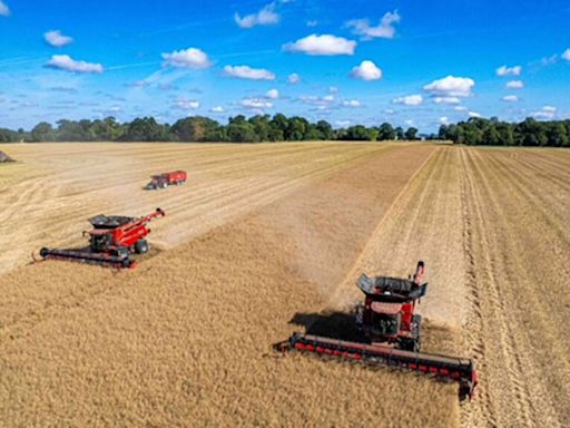 Harvest 2024: Suffolk grower dodges showers to combine OSR two weeks early - Farmers Weekly