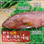 築地一番鮮-海底紅金-峇里島-野生紅鰷石斑魚4條(450g±50g/條)