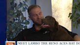 Meet Lambo: The Reno Aces Bat Dog