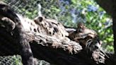 Dallas Zoo's missing clouded leopard found after fence 'intentionally cut'