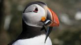 Quiz of the week: Why are puffins causing an international row?