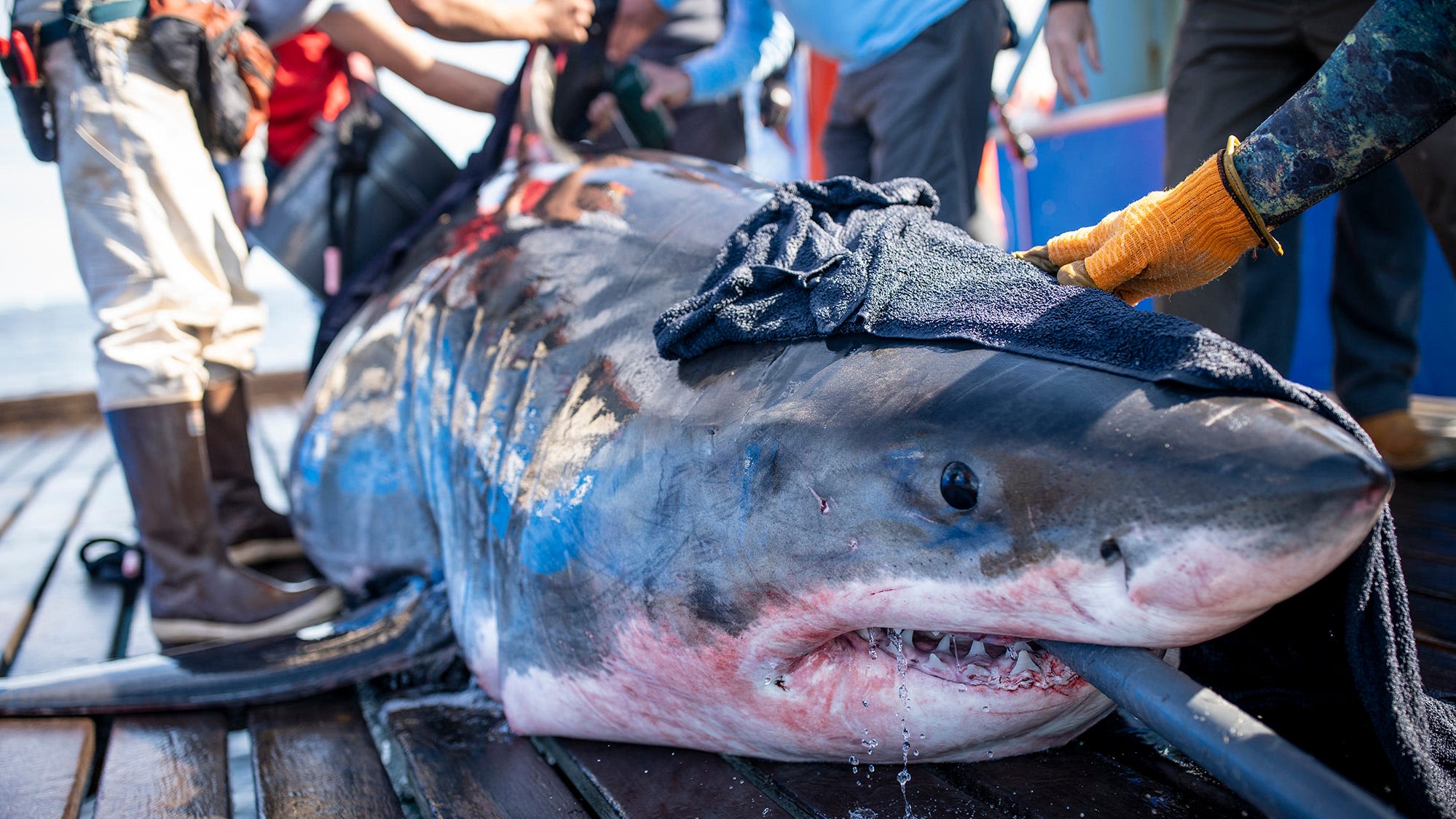 After Shark Week, great white shark visits Juno Beach. 5 facts on these predatory fish