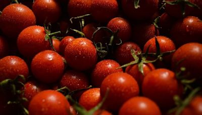 From Friday, Govt To Sell Subsidised Tomatoes At ₹50/kg In Delhi-NCR, Mumbai Against ₹60/kg Now