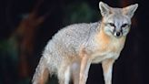 Hikers Use Trekking Poles to Fend Off Rabid Fox During Attack in Arizona