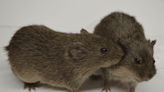 Be My Vole-entine: How Love and Loss Change the Brain