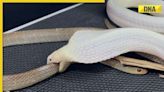 Rare white king cobra eats another snake in viral video, internet is stunned