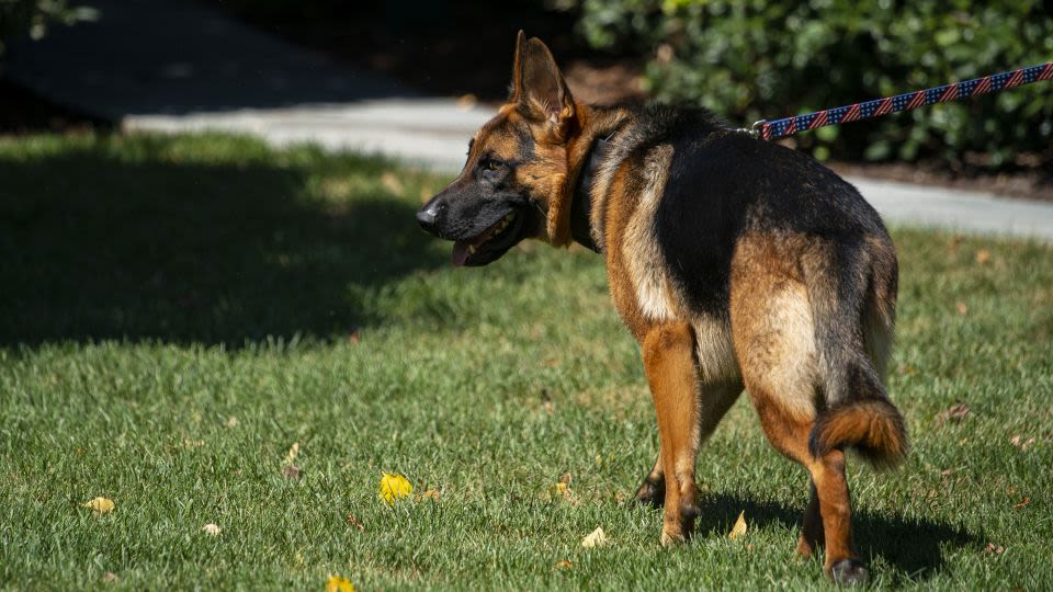 Noem suggests Biden’s dog Commander should suffer a similar fate to Cricket, the dog she shot