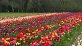 I visited a tulip field an hour from London and I can’t wait to book again