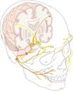 Facial nerve