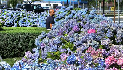 Hydrangea craze sweeps Eastern Seaboard due to winter’s strong El Nino