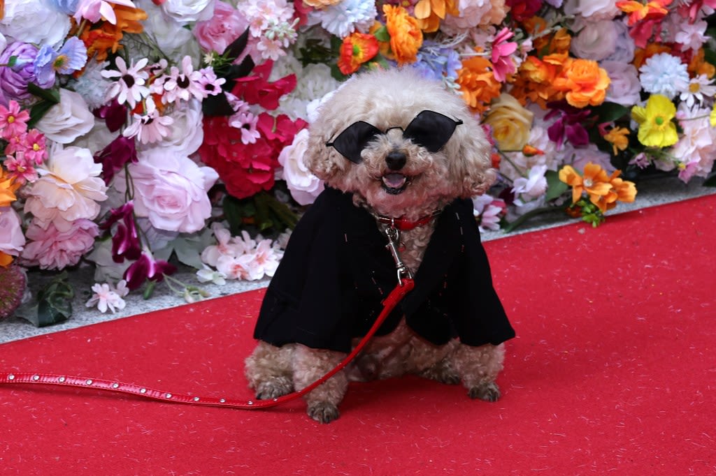 PHOTOS: 2024 Pet Gala in NYC