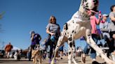 Longview Animal Care and Adoption Center gets $18K in grants