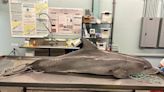 Bottlenose dolphin discovered in Port Royal died of unusual cause: Asphyxiation