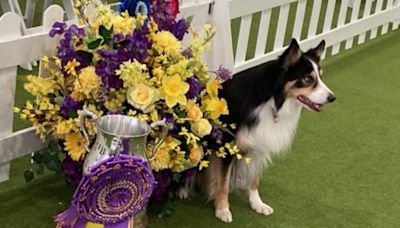 Westminster dog show 2024 names obedience champion, Zayne the border collie