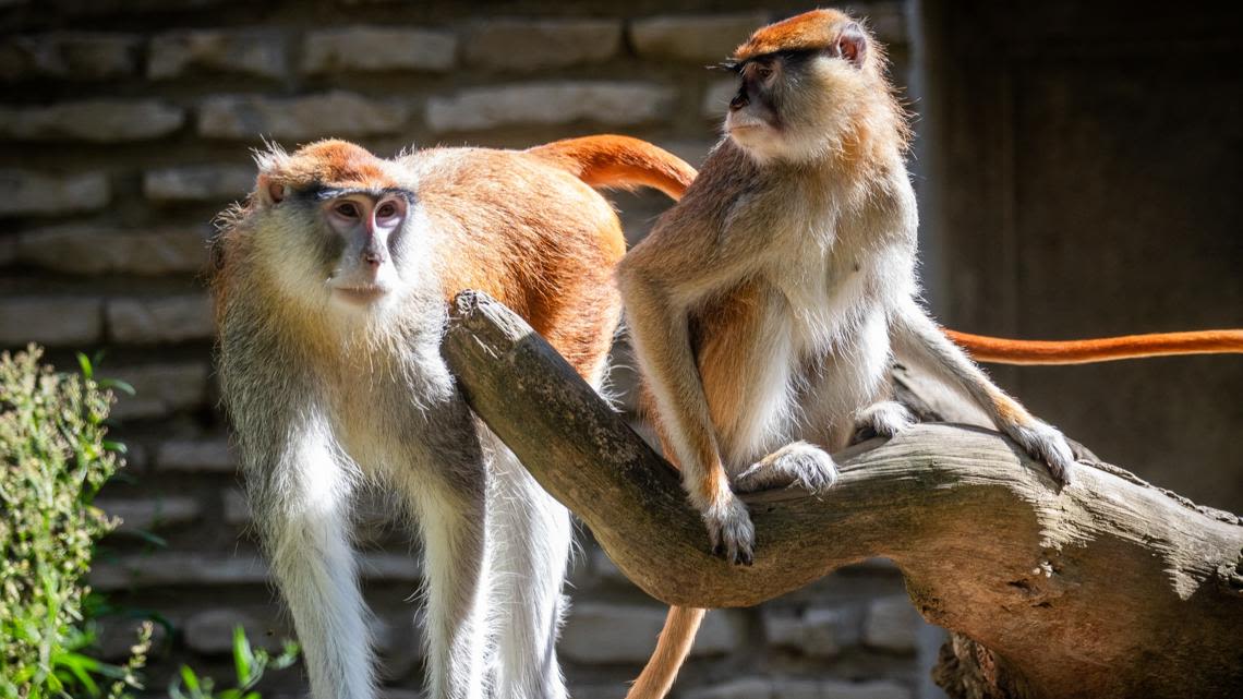 Buffalo Zoo welcomes new animals