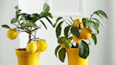 10 Fruit Trees You Can Actually Grow Indoors