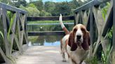 We visited Mount Stewart and here's our dog's eye take on how it measures up for four-legged friends