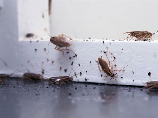 How to banish common household pests: from wasps to weevils