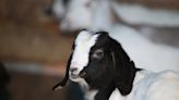 Chambersburg brings back grazing goats