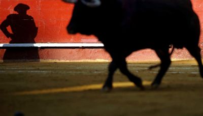 Qué pasará con los toros de lidia tras la prohibición de las corridas de toros en Colombia