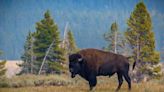 Elderly woman gored by bison in Yellowstone National Park