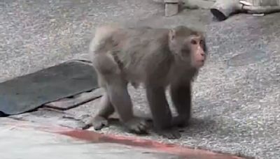 獨家／獼猴闖市區覓食！ 閒逛1公里 險和家貓打架