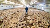 ¿Nueva pandemia de gripe aviar?: mitos y verdades | El Universal