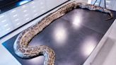 Florida's annual Burmese python roundup is underway — and there's still time to join