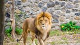 Colorado Sanctuary Prepares to Take in Animals From Puerto Rico's Closing Zoo