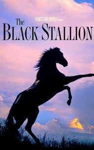 The Black Stallion