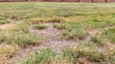 Gardening expert shares 'cheap' and 'efficient' way to fix brown patches on your lawn