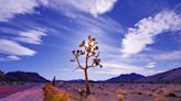 Going to Joshua Tree to watch the Perseids meteor shower? Get ready to see a crowd