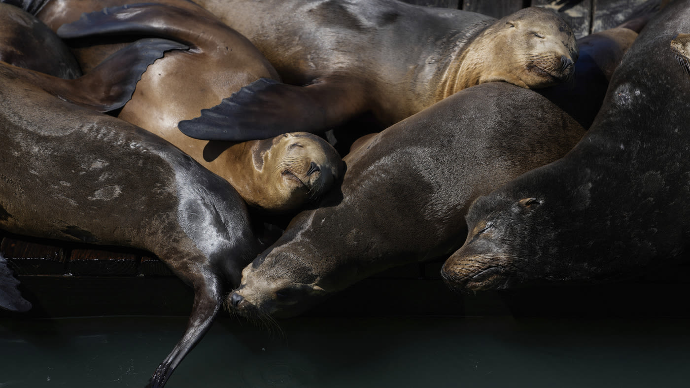 A seafood bounty lures sea lions to S.F.'s Pier 39 in numbers not seen in 15 years