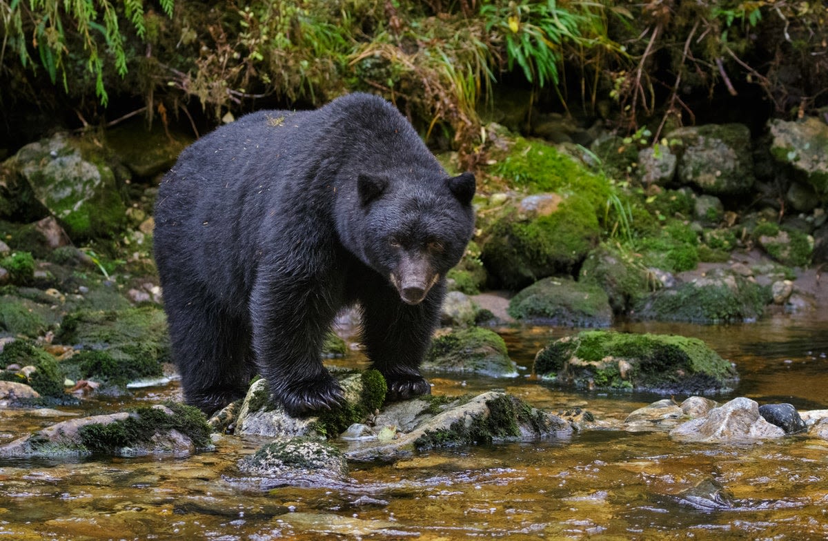 Killing of black bear cub splits town of Tahoe after homeowner shoots dead and claims it advanced on him and dog